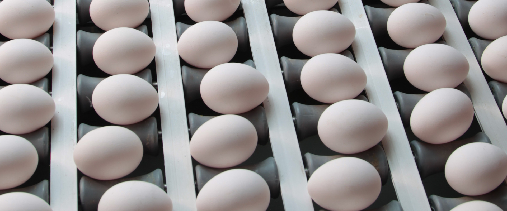 Foto: Eier in der Sortierung