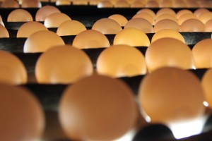 Foto: Eier werden in der Sortierung durchleuchtet
