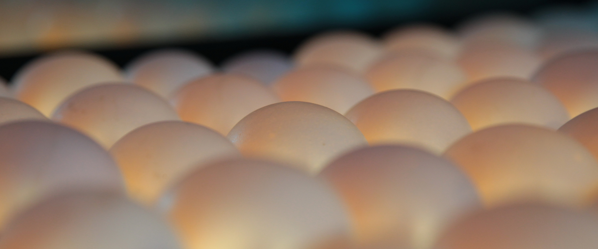 Foto: Eier werden in der Sortierung durchleuchtet