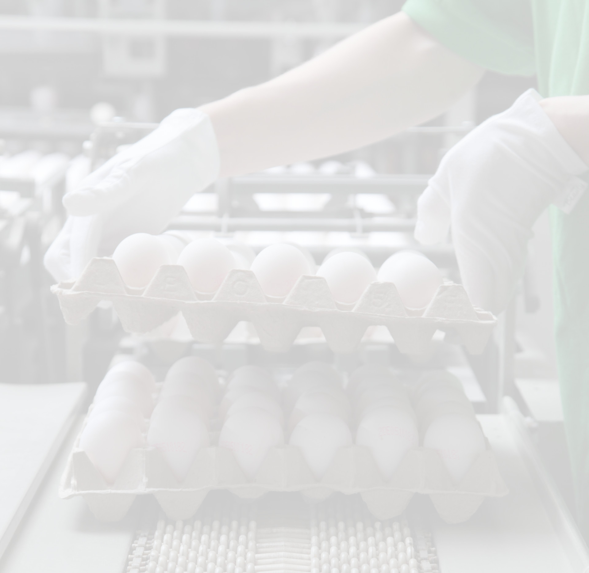 Fotohintergrund: Eier werden in der Sortierung gestapelt