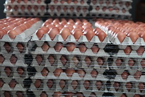Foto: Eier auf Karton-Lagen
