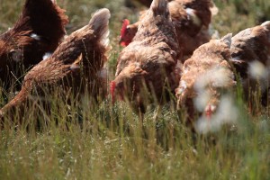 Foto: Hühner in der Wiese
