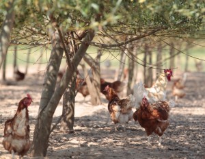 Foto: Hühner im Feld