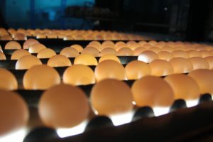 Foto: Eier-Durchleuchtung in der Packstelle