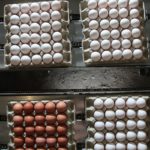 Foto: Eier-Verpackung in der Packstelle