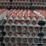 Foto: gepackte Eier in der Packstelle