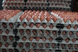 Foto: gepackte Eier in der Packstelle