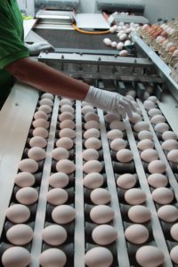 Foto: Eier-Sortierung in einer Eier-Packstelle (Copyright: Yavuz Arslan | mein-ei.nrw)