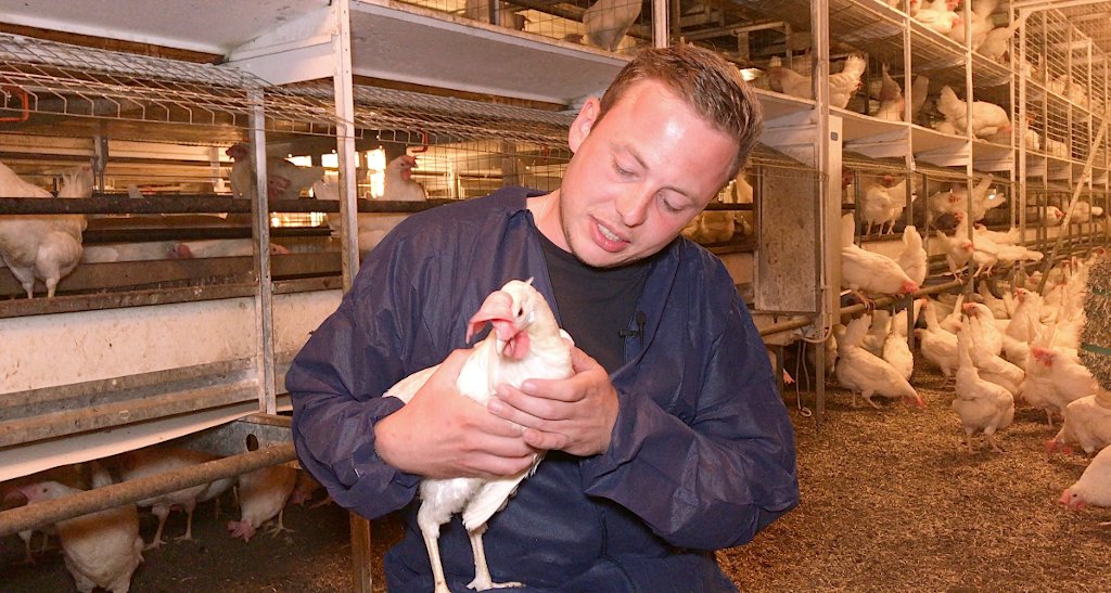 Foto: Legehennenhalter mit Huhn im Stall