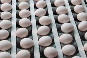 Foto: Eier in der Sortierung