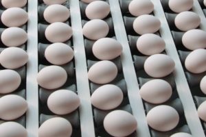 Eier-Sortierung in einer Eier-Packstelle Foto: Eier in der Sortierung