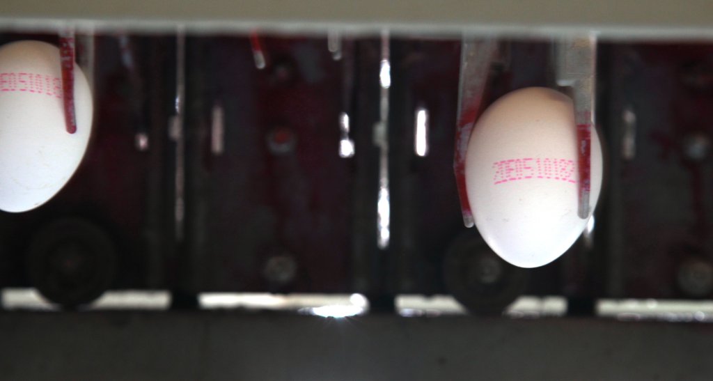 Foto: Eier nach der Code-Stempelung in der Eierpackstelle (Foto: Yavuz Arslan | mein-ei.nrw)